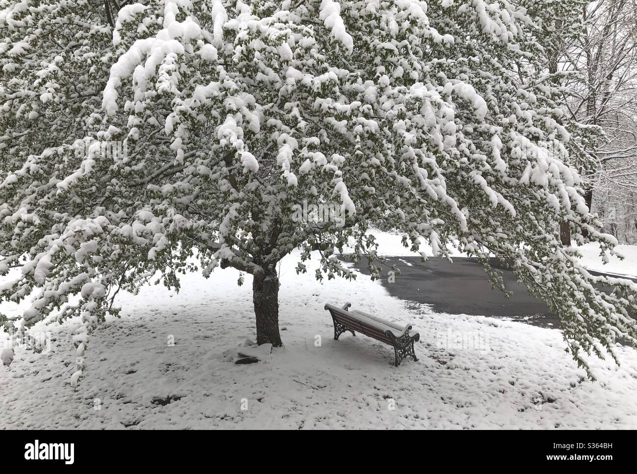 Unexpected late Spring snowfall and wintry weatheron May 9th, 2020 in Bennington, Vermont. Snow covered tree and bench. Stock Photo
