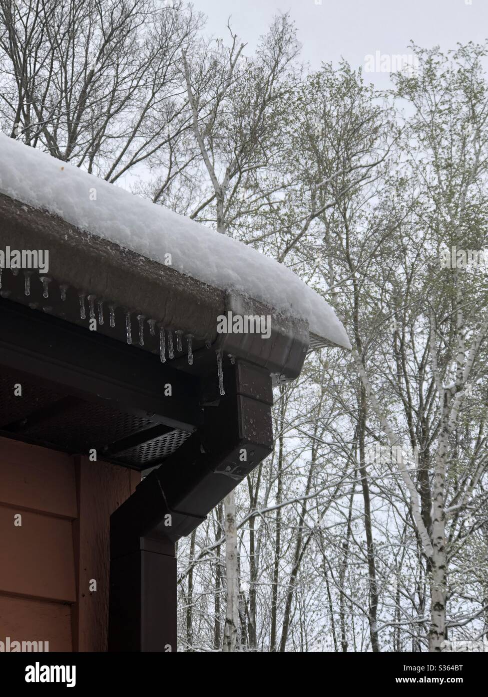 Unexpected late Spring snowfall and wintry weatheron May 9th, 2020 in Bennington, Vermont. Small icicles on the edge of a roof with snow covered trees in the background, Stock Photo