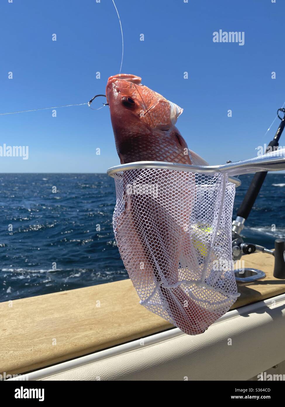 Red snapper fish caught in the gulf of Mexico water - Smartphone Captured Stock Image