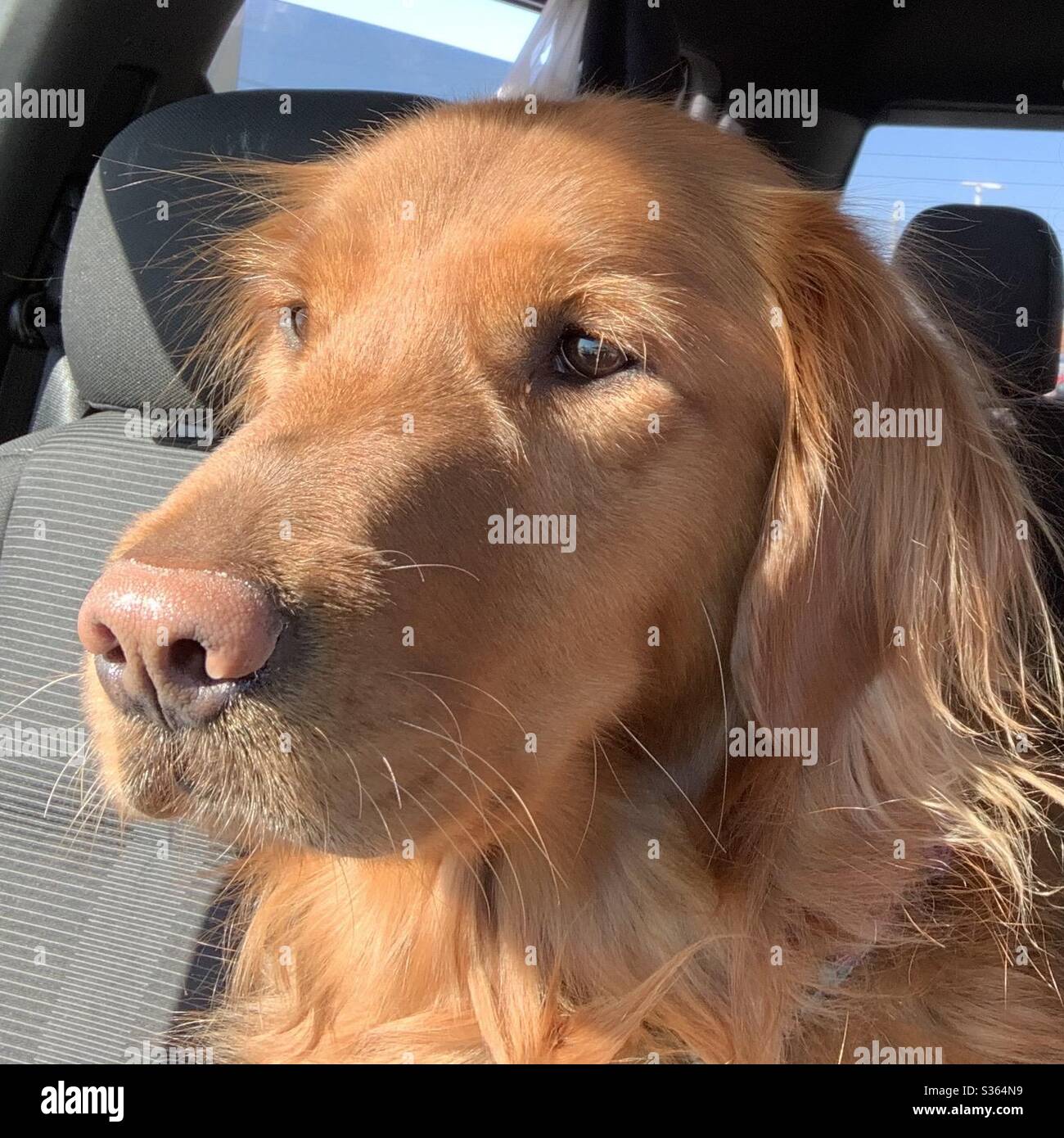 Dog is copilot Stock Photo