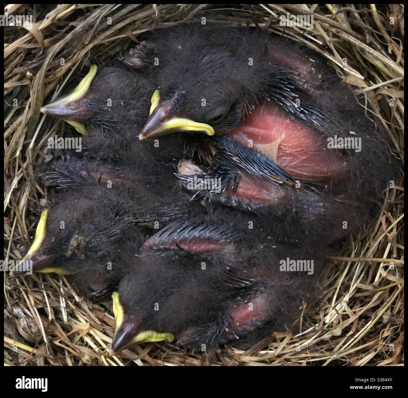 A family of Cirl Buntings (Emberiza cirlus) in an olive tree, Catalonia, Spain. - Smartphone Captured Stock Image