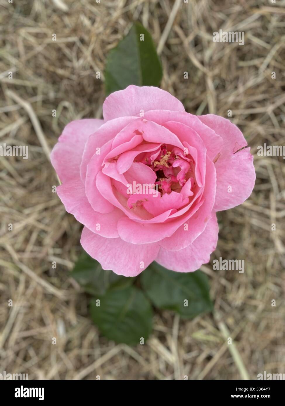 Pink rose portrait over hay background - Smartphone Captured Stock Image