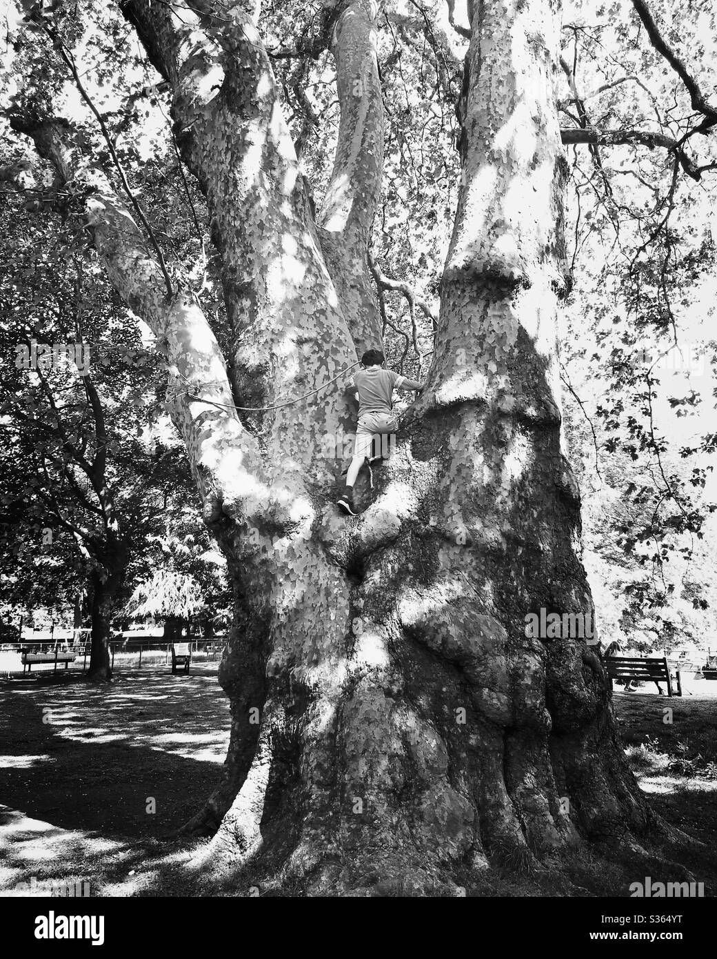 Boy climbing tree with rope - Smartphone Captured Stock Image