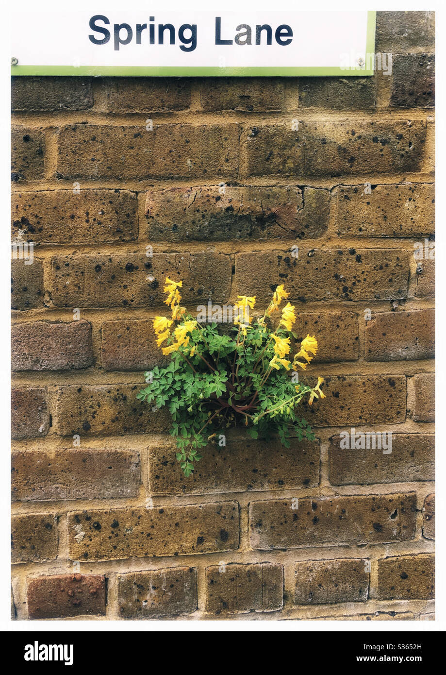 Flowers growing out of a wall, near Spring Lane in North London - Smartphone Captured Stock Image