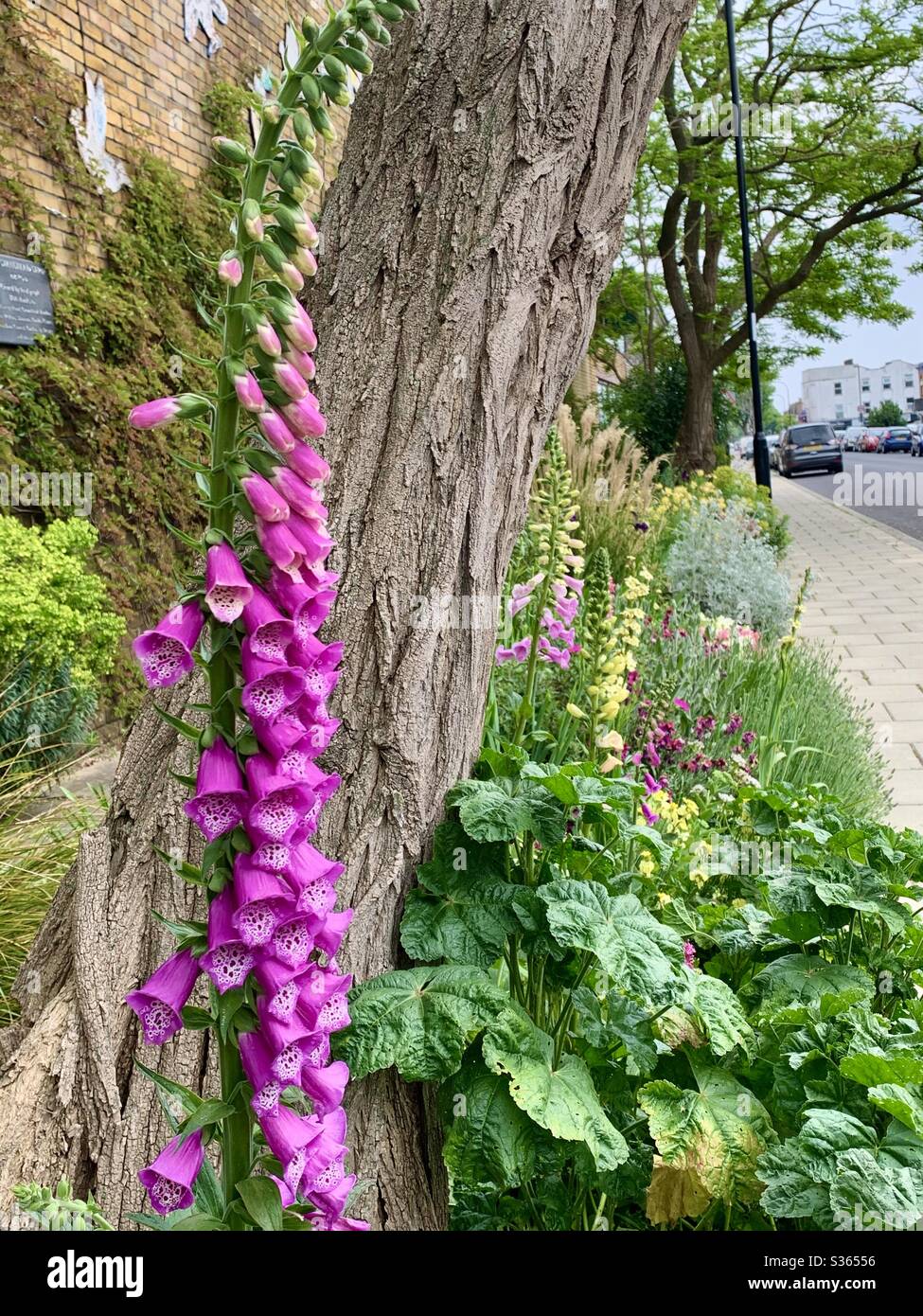 Community garden foxglove - Smartphone Captured Stock Image