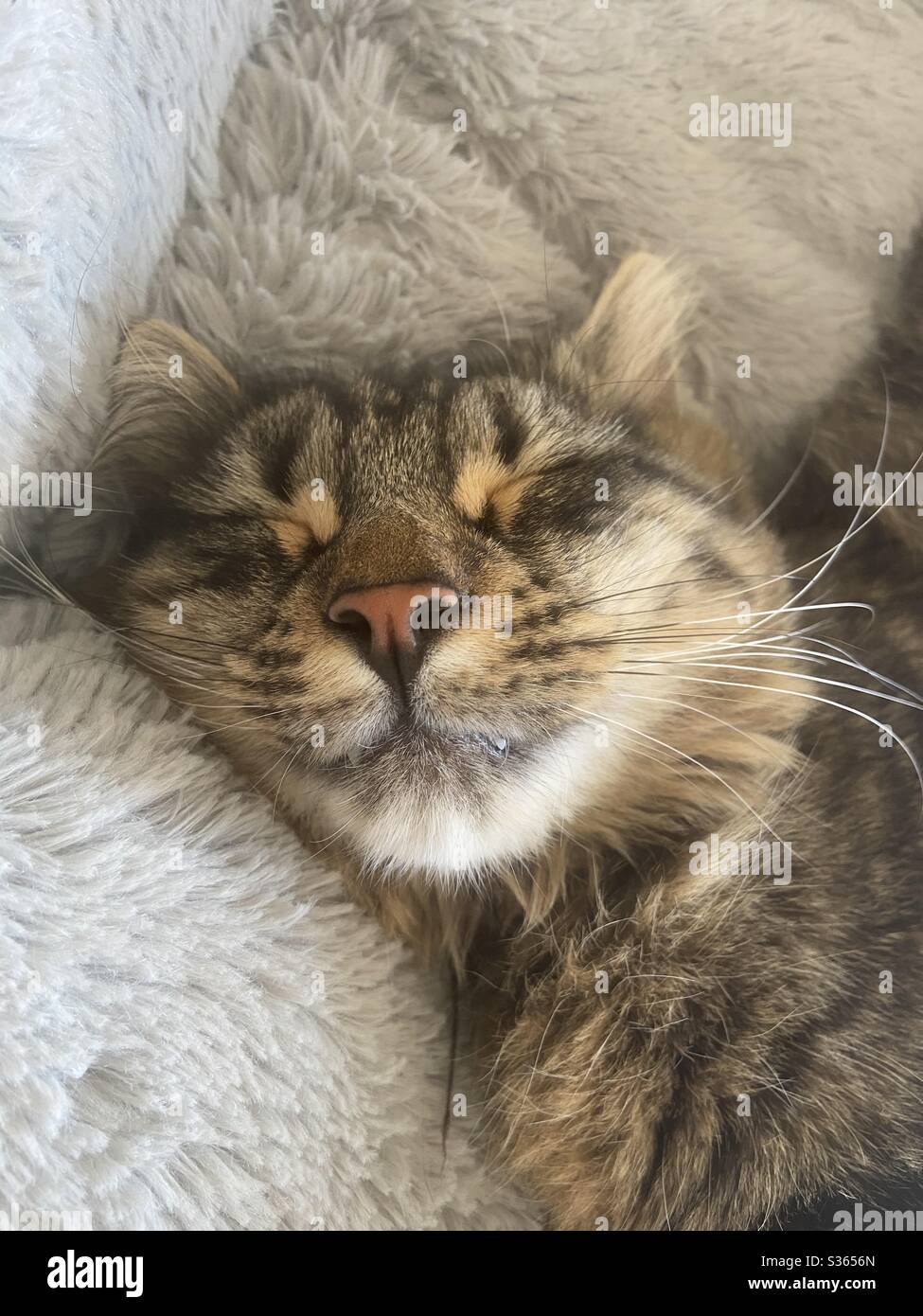 Contented cat sleeping Stock Photo - Alamy