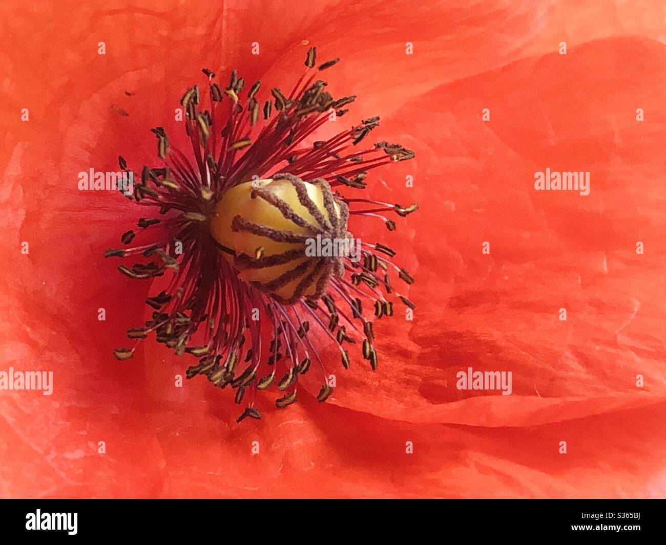 Close up of a red poppy Stock Photo