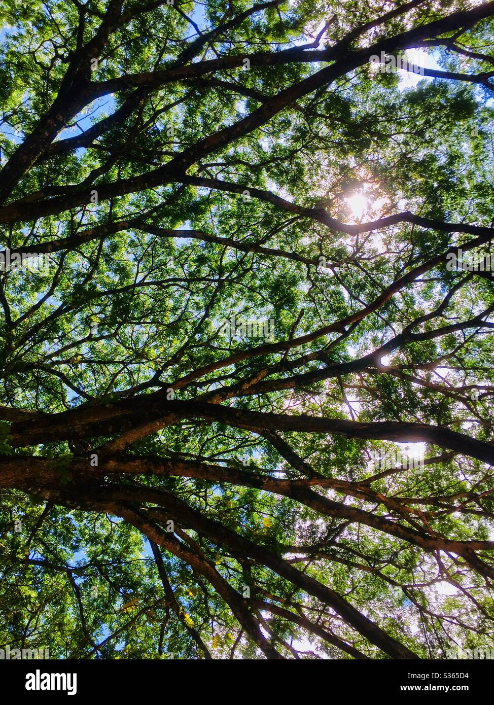 Tree with cool sun hi-res stock photography and images - Alamy