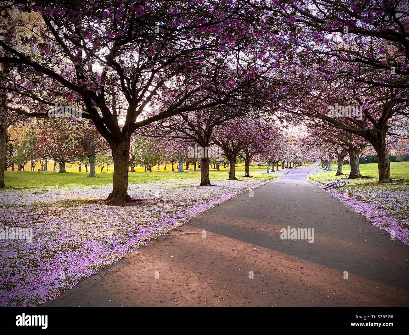 Dawson park dundee hires stock photography and images Alamy