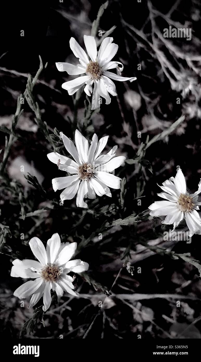 Black n white Stock Photo - Alamy