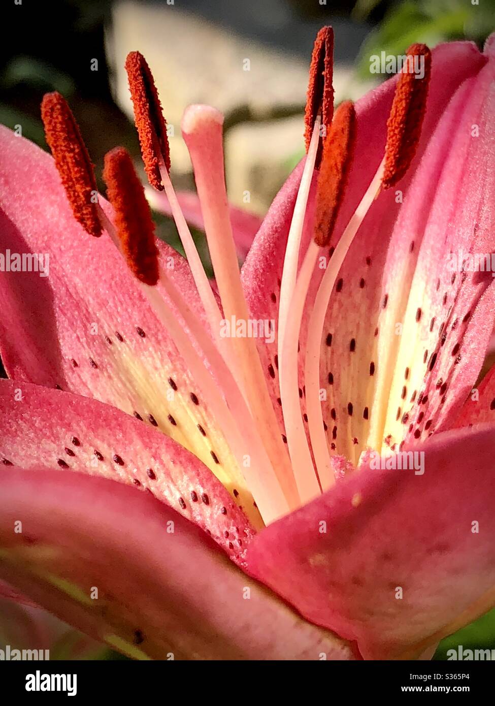 Close up of a pink lily Stock Photo