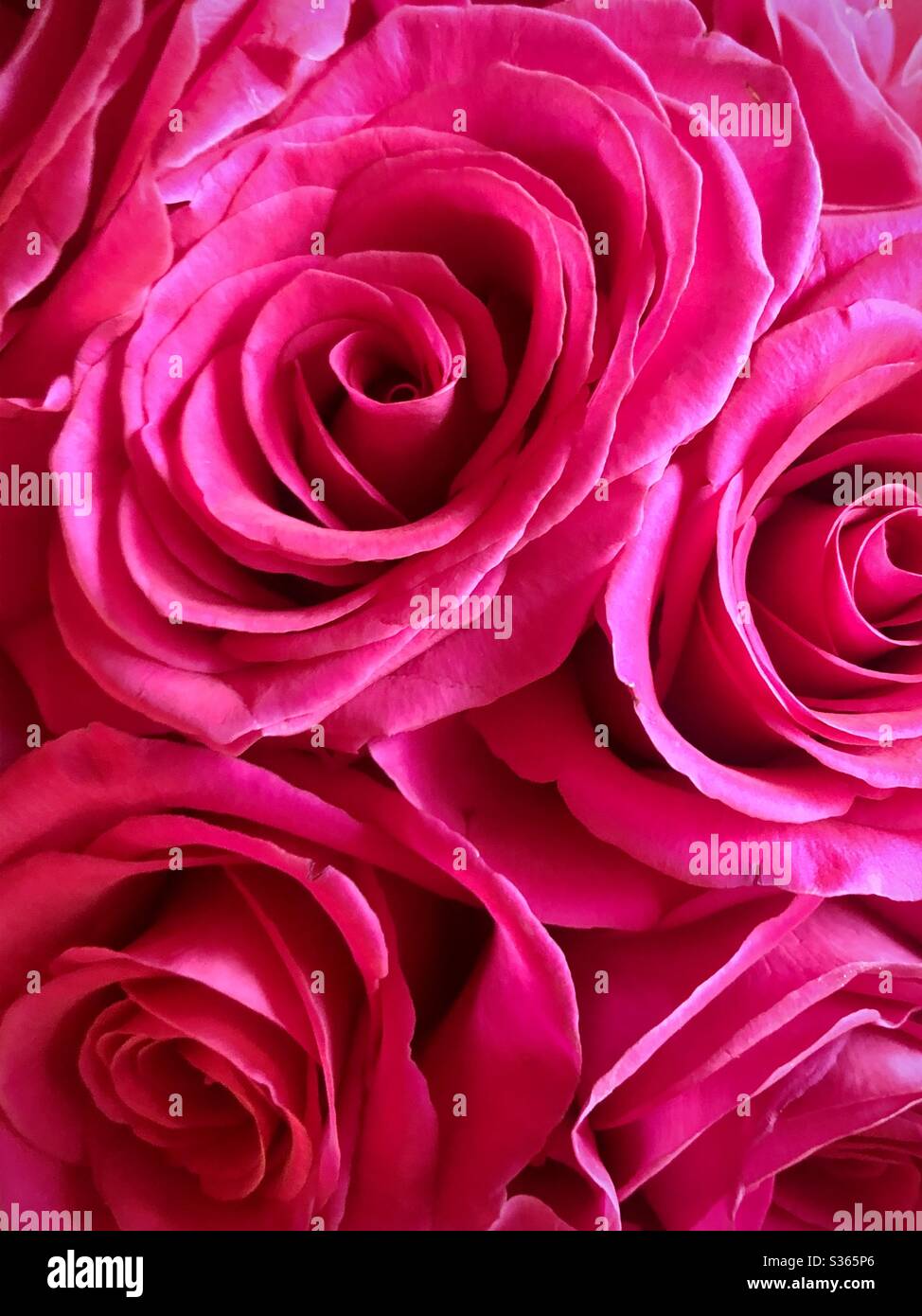 Pink roses filling the frame - Smartphone Captured Stock Image
