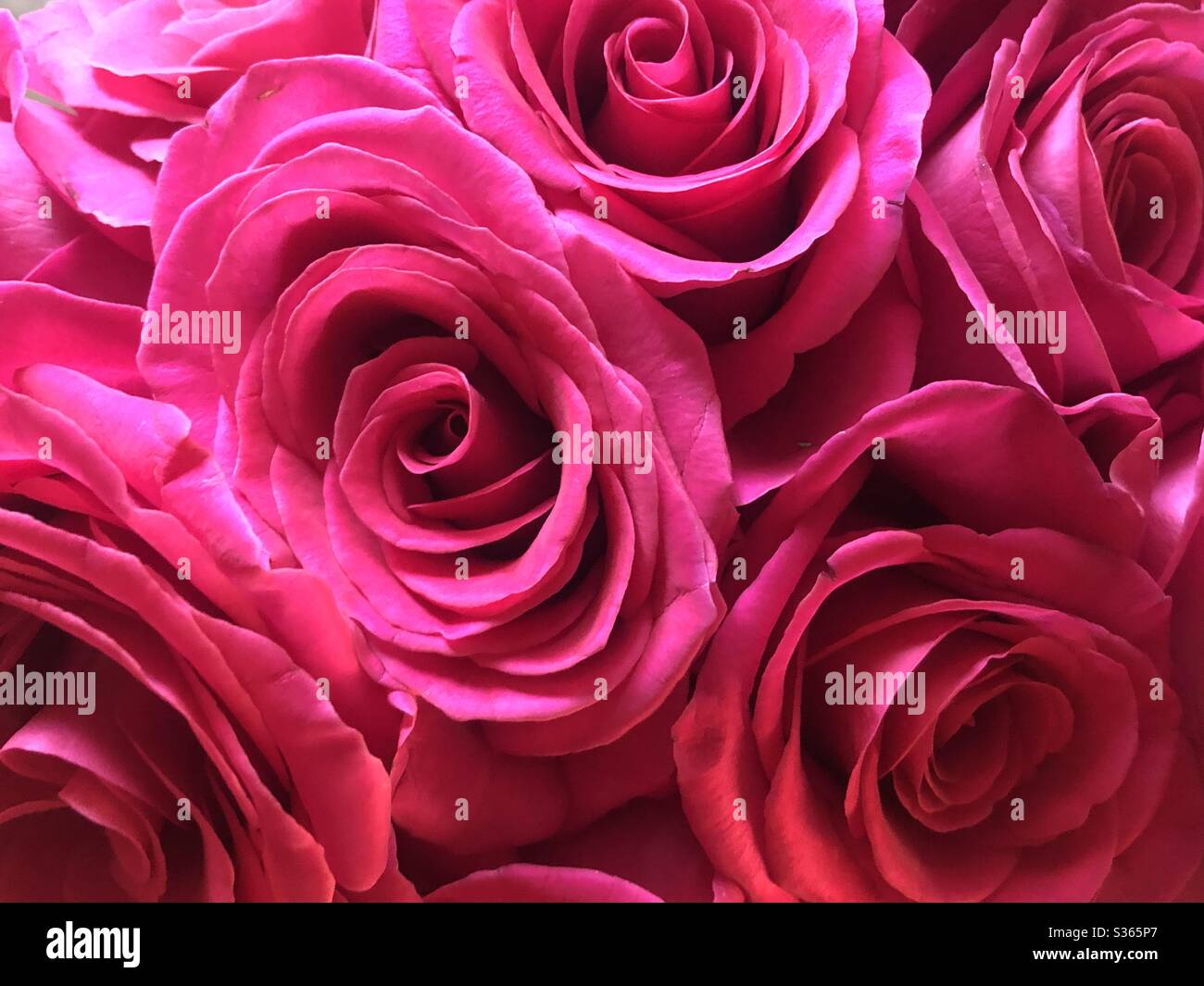 Pink roses filling the frame - Smartphone Captured Stock Image