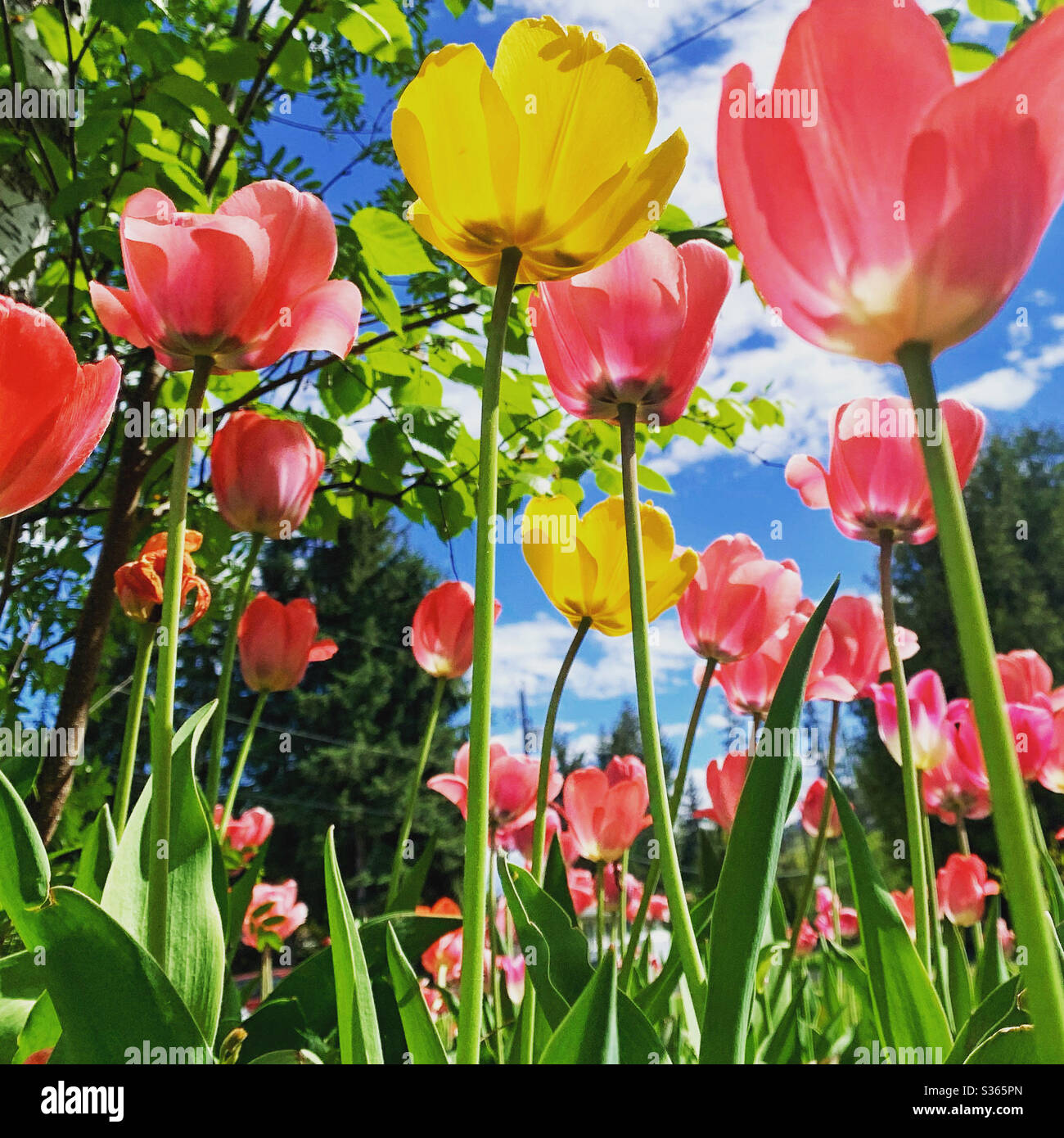 Yellow and red Tulips in garden backlit by sun - Smartphone Captured Stock Image