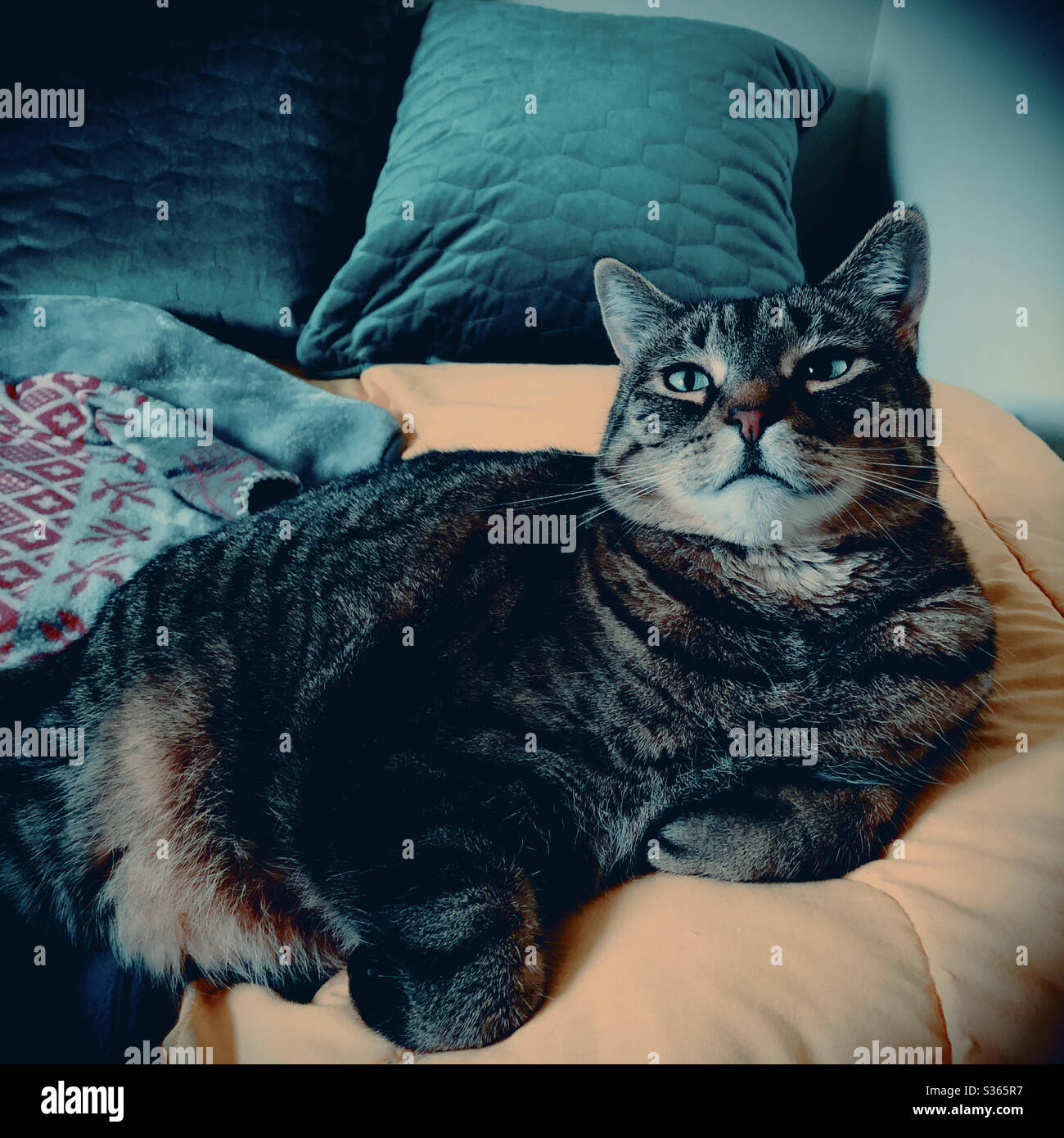 Happy tabby cat relaxing on bed - Smartphone Captured Stock Image