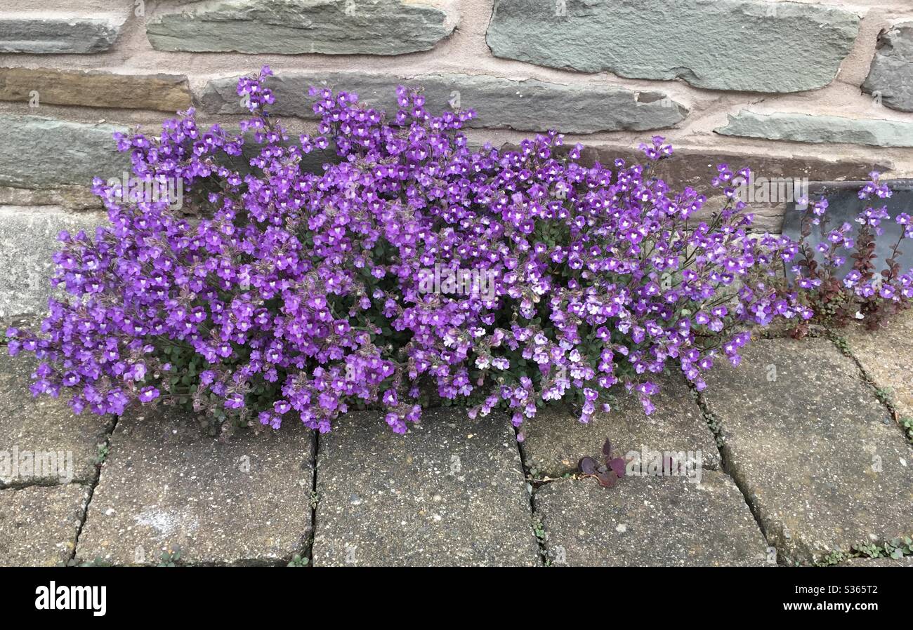Malling toadflax Stock Photo
