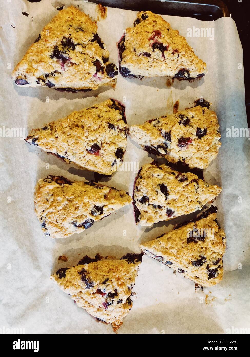 Freshly baked blueberry scones Stock Photo