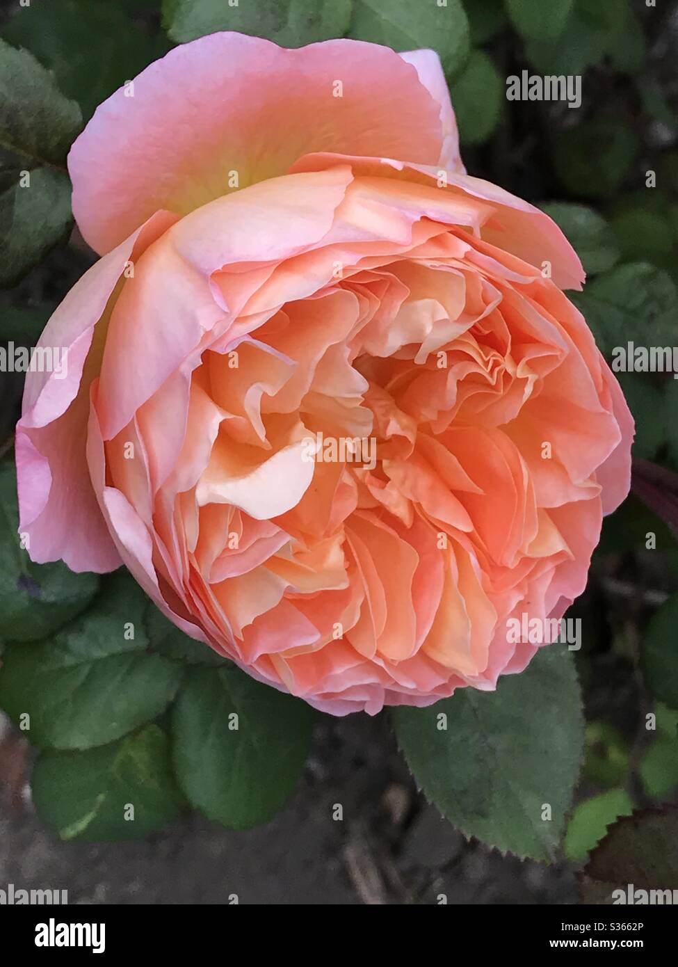 Tonal Roses Rose Petals And Leaves High Resolution Stock Photography and Images - Alamy