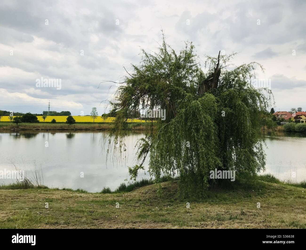 Lightning struck tree hi-res stock photography and images - Alamy