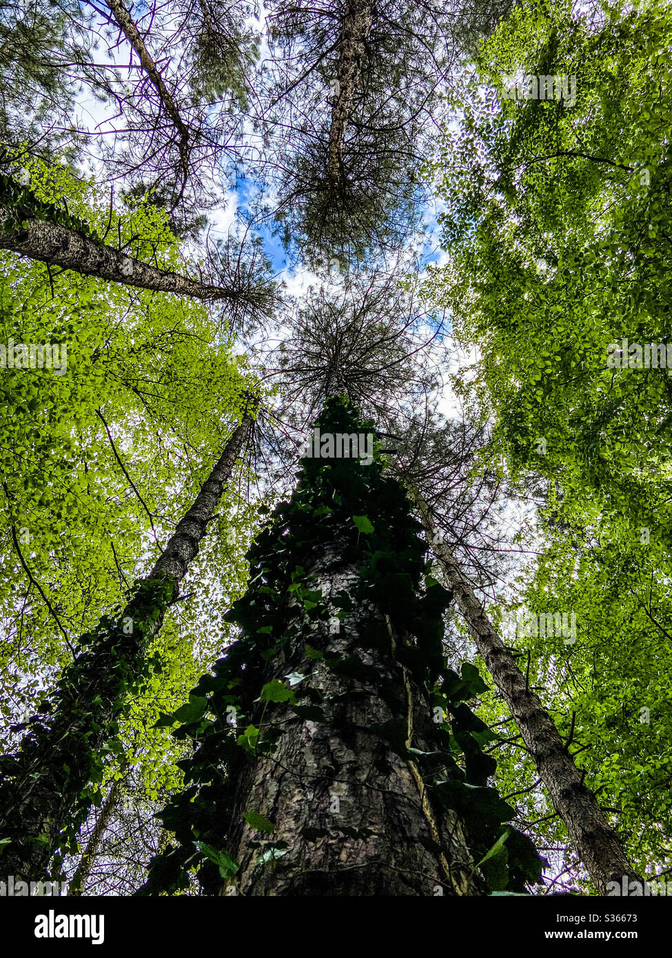 Trees - Smartphone Captured Stock Image