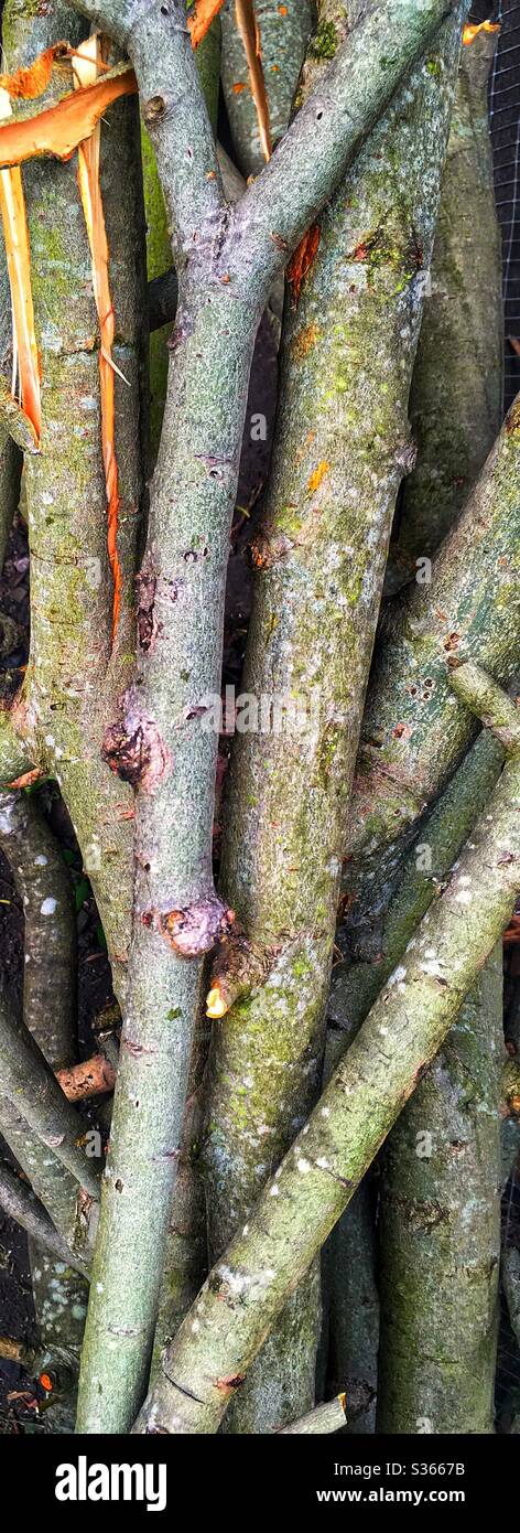 Cut ash tree logs fraxinus hi-res stock photography and images - Alamy