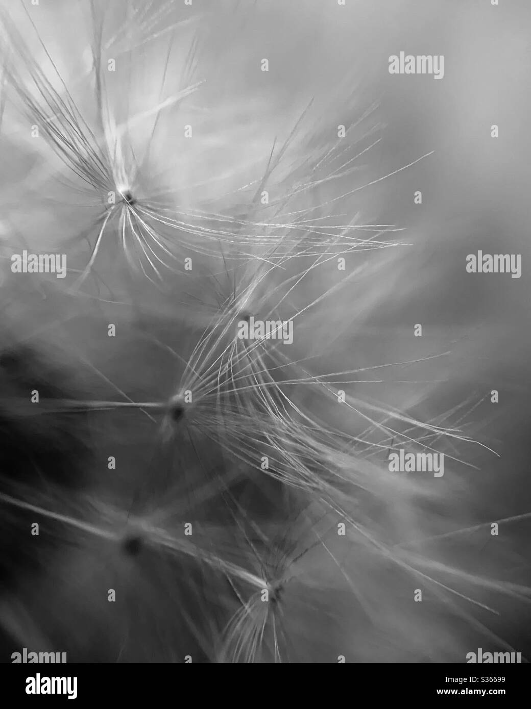 Macro close up dandelion black and white smartphone stock photos - Alamy