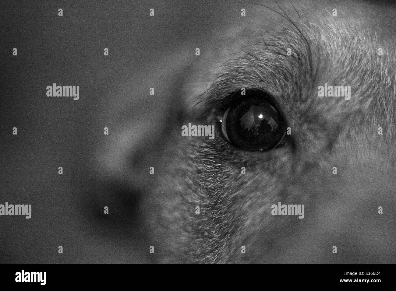Dogs eye hires stock photography and images Alamy