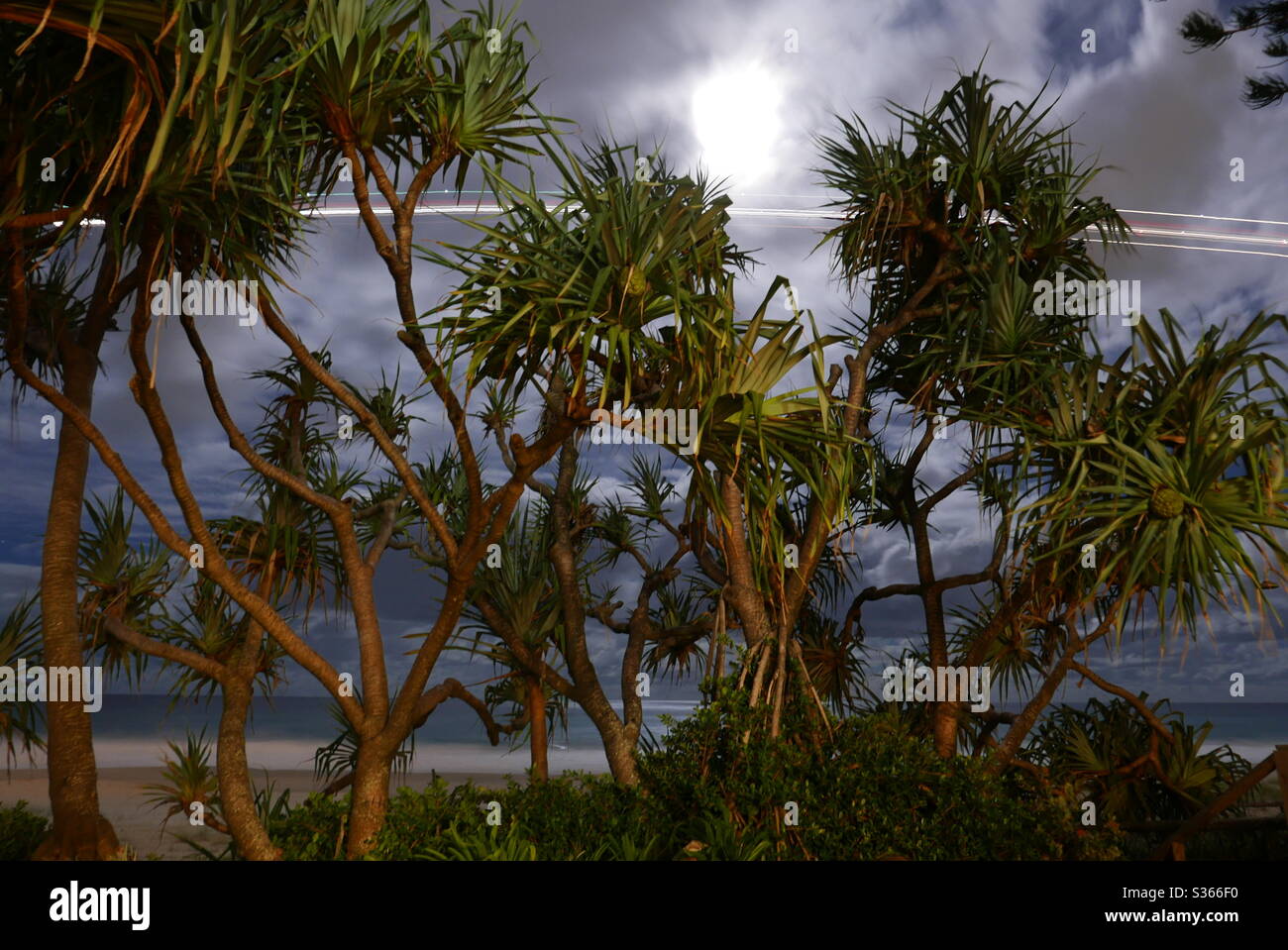 Long exposure night shot of jet lights across the sky behind Pandanus palms on the beach, Gold Coast, Queensland Australia. - Smartphone Captured Stock Image