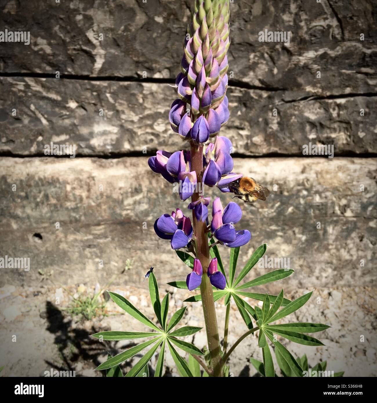 A photograph of a bumble bee on a beautiful purple lupin flower. Bright sunshine, wooden sleeper log background. - Smartphone Captured Stock Image