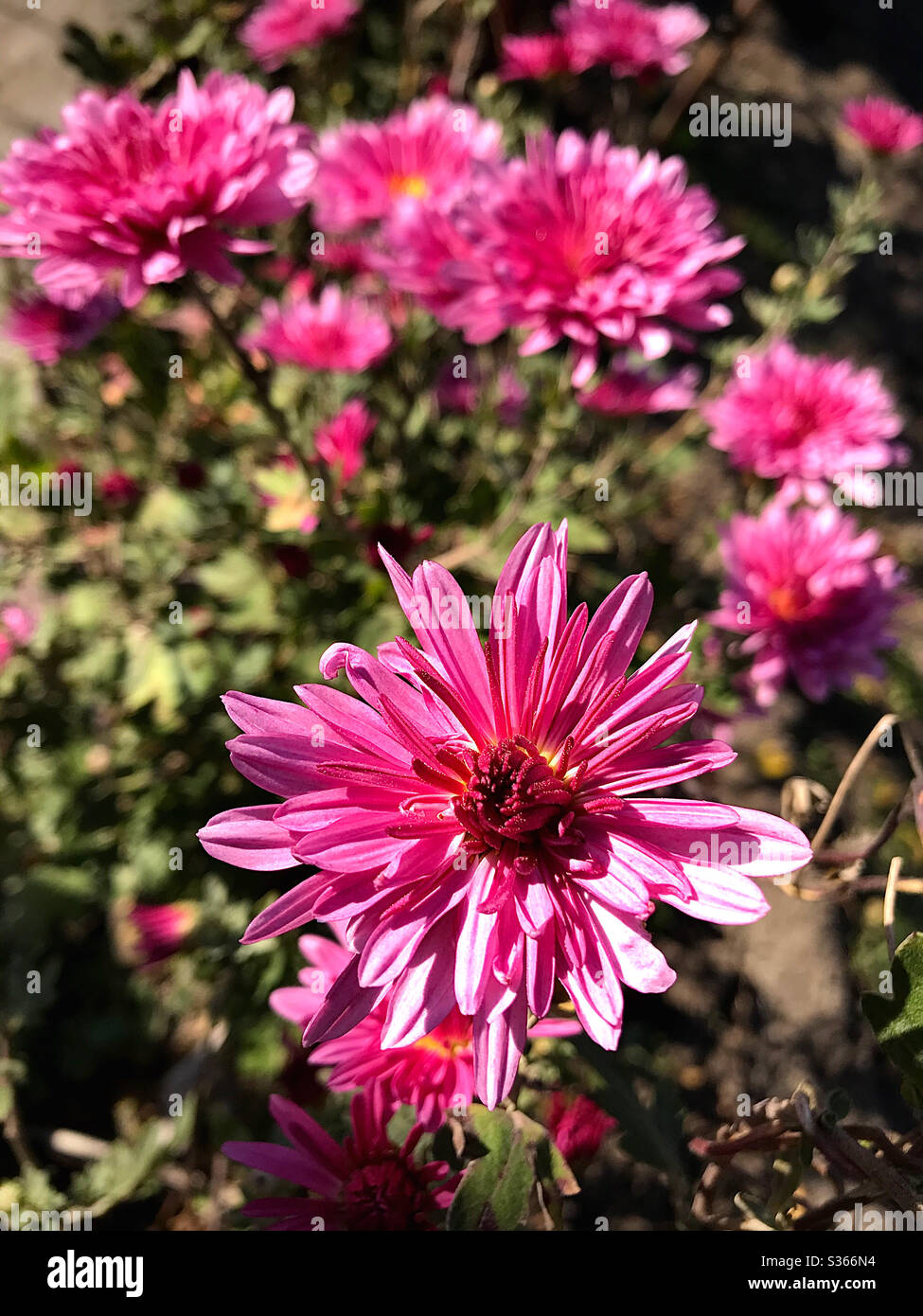 A moment that captivates with its beauty - Smartphone Captured Stock Image