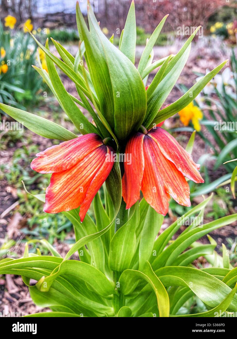 Spring garden. - Smartphone Captured Stock Image