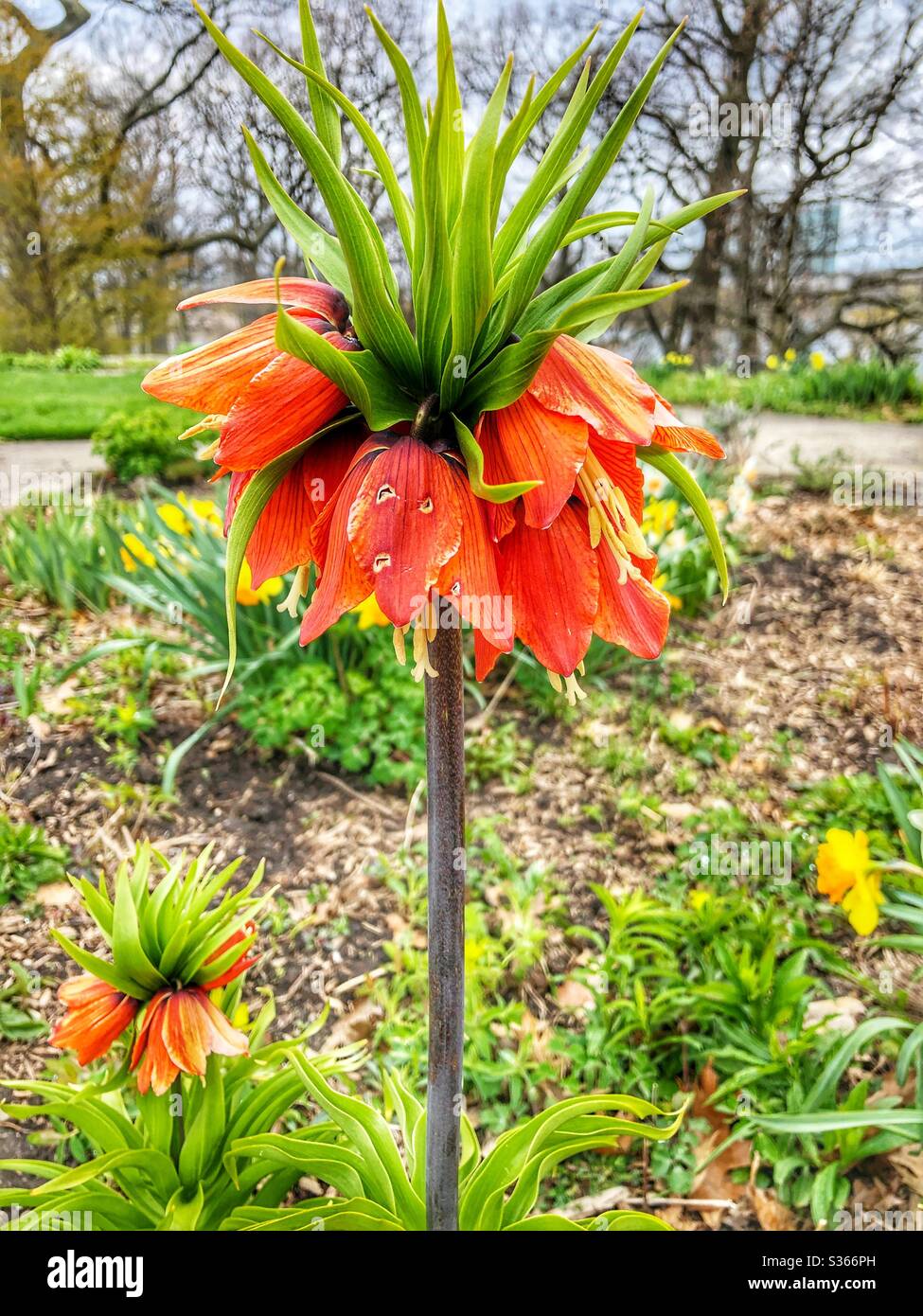 A spring garden in High Park, Toronto, Canada. - Smartphone Captured Stock Image
