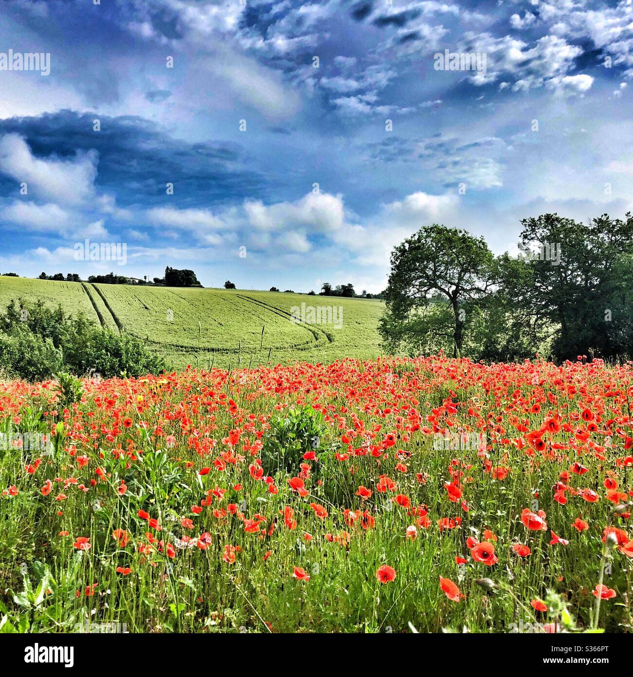 Poppies fields france hi-res stock photography and images - Alamy
