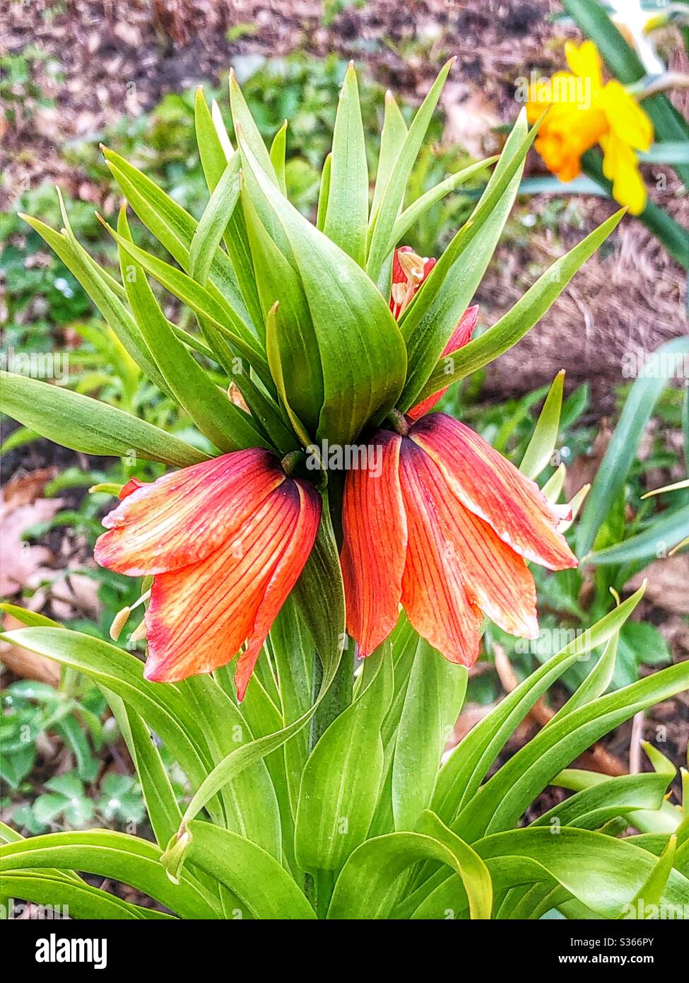 Spring garden. - Smartphone Captured Stock Image