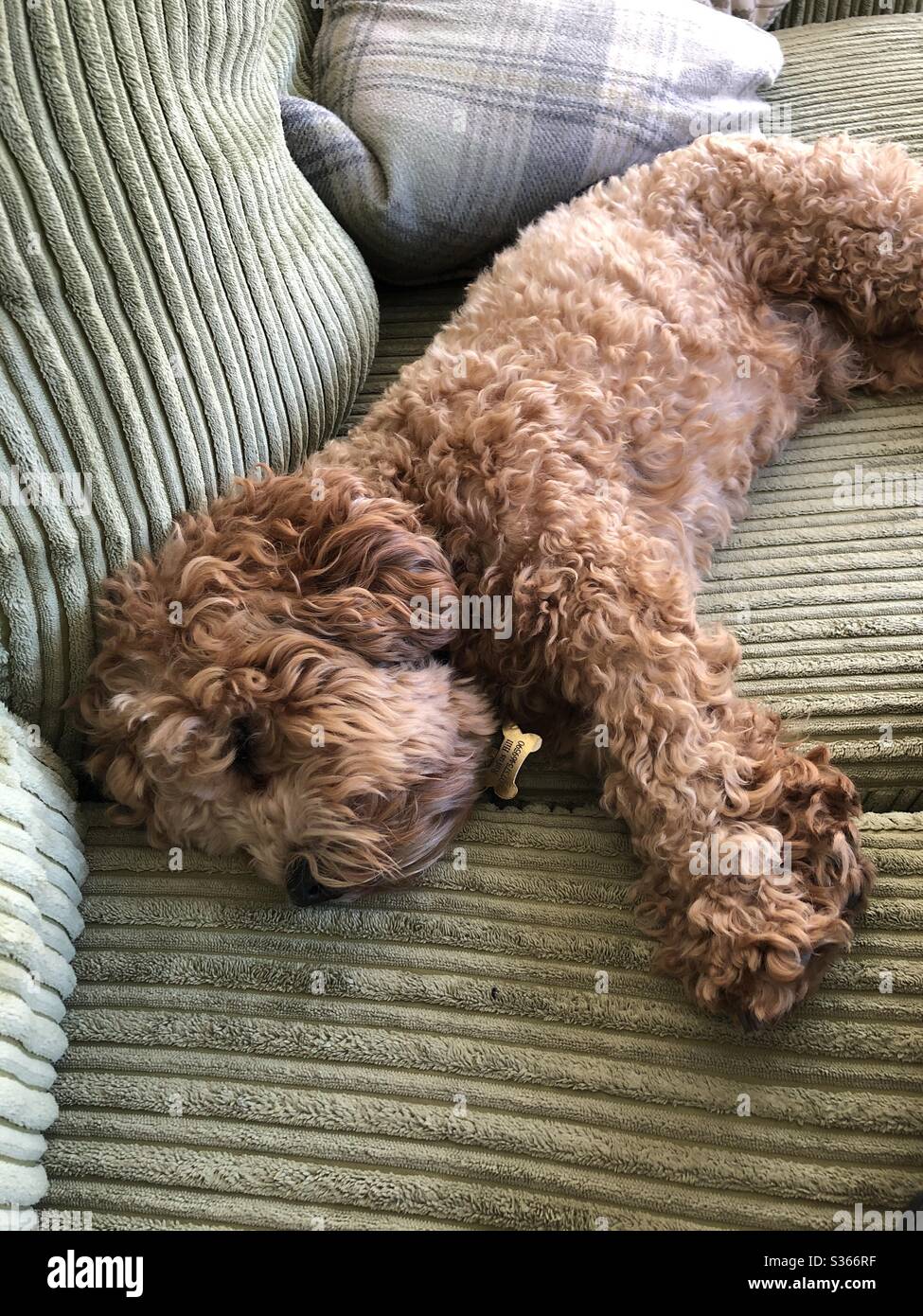 Young Cotton Noodle dog sleeping on the coach Stock Photo Alamy