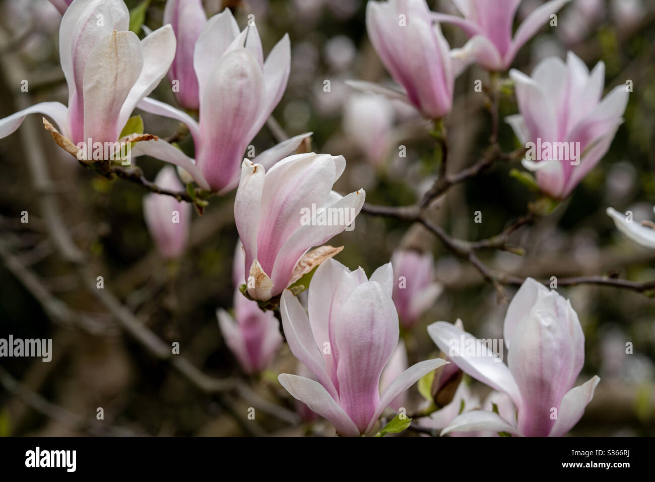 beautiful magnolia in the spring park Stock Photo