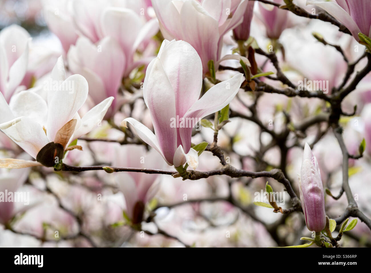beautiful magnolia in the spring park Stock Photo
