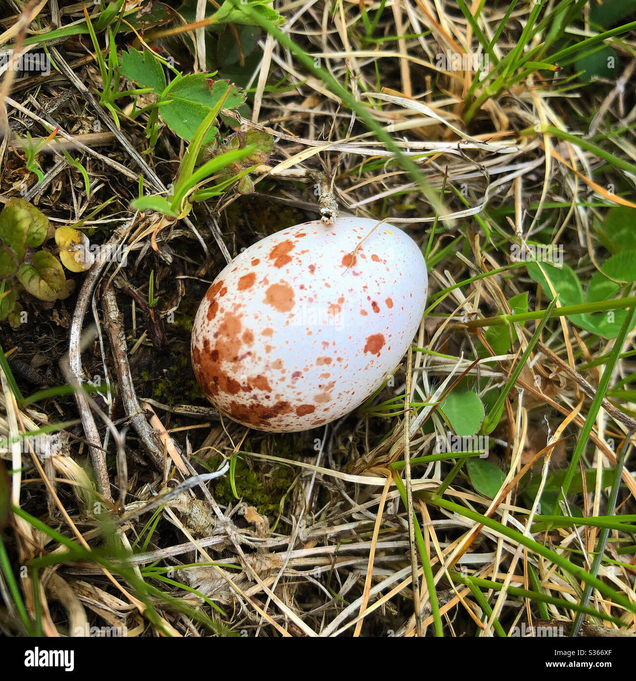 Kildeer egg Stock Photo