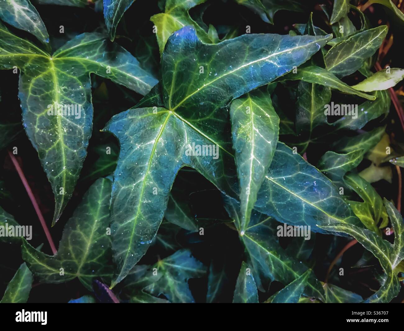 Closeup green leaves texture background Stock Photo - Alamy