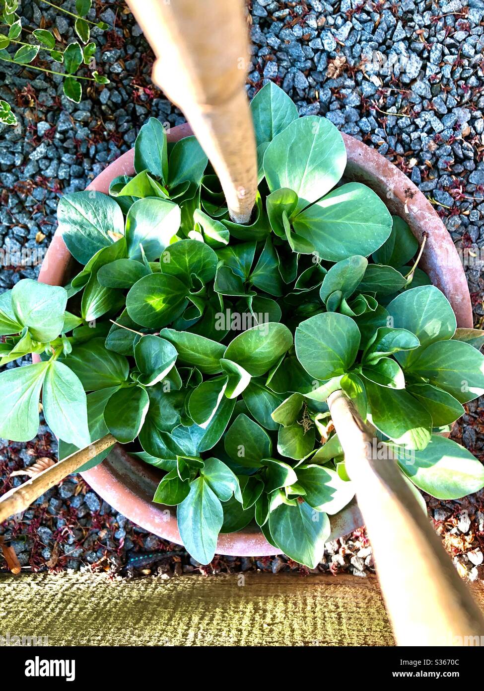 Growing beans at home in the garden Stock Photo