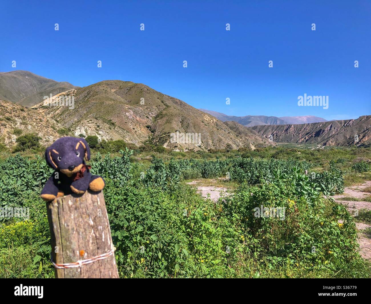 The arid landscape of Northern Argentina (and a little black stuffed dog). Stock Photo