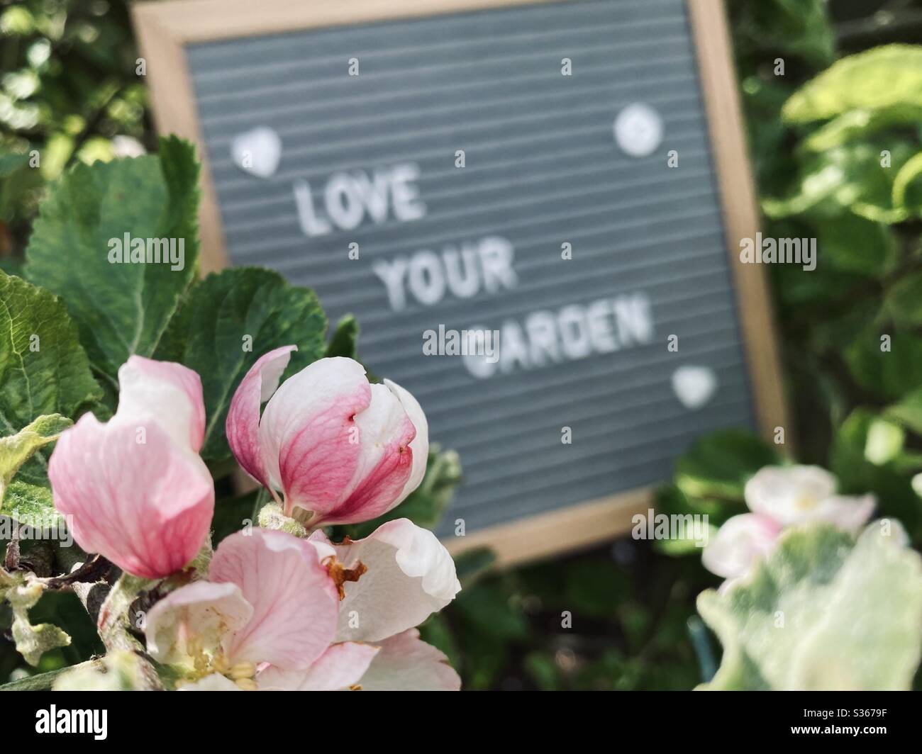 Love your garden. Gardening concept with felt letter board in the branches of an dwarf apple tree with blossom flowers and green foliage. Selective focus view with blurry background and copy space. - Smartphone Captured Stock Image