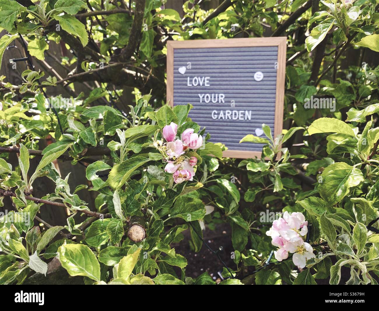 Love your garden. Gardening concept with felt letter board in the branches of an dwarf apple tree with blossom flowers and green foliage. Selective focus view with blurry background and copy space. - Smartphone Captured Stock Image