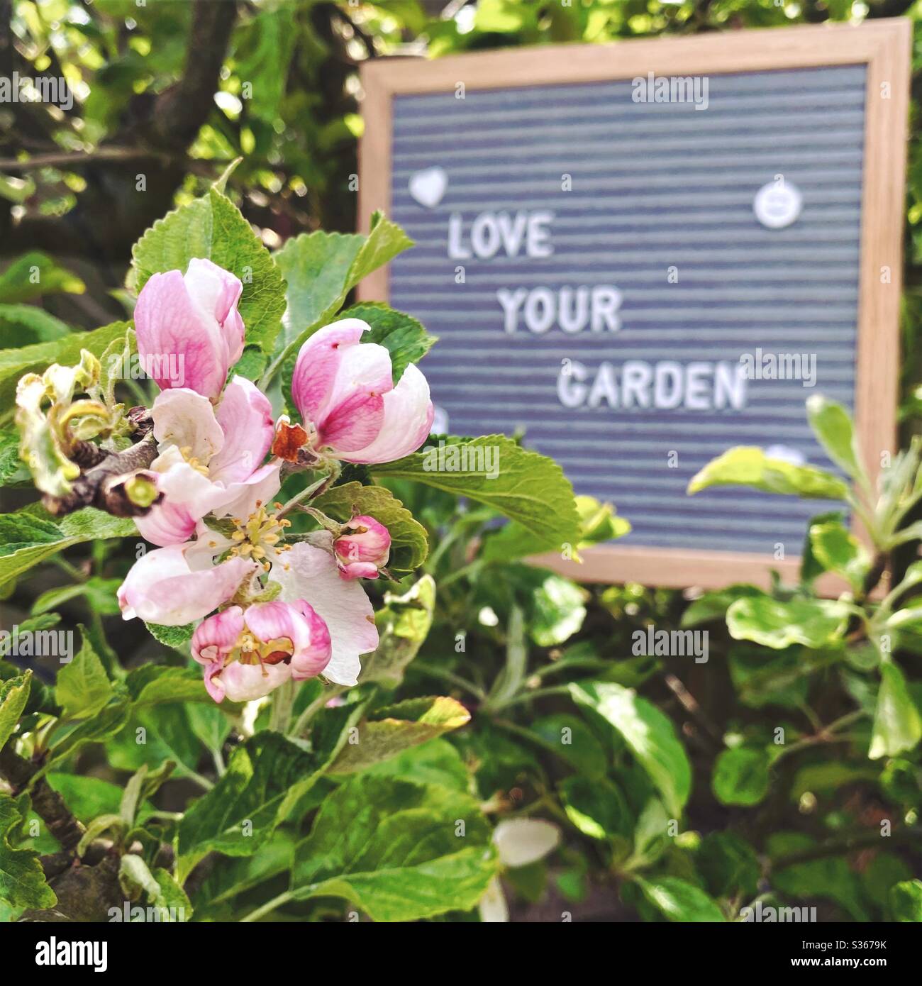 Love your garden. Gardening concept with felt letter board in the branches of an dwarf apple tree with blossom flowers and green foliage. Selective focus view with blurry background and copy space. - Smartphone Captured Stock Image