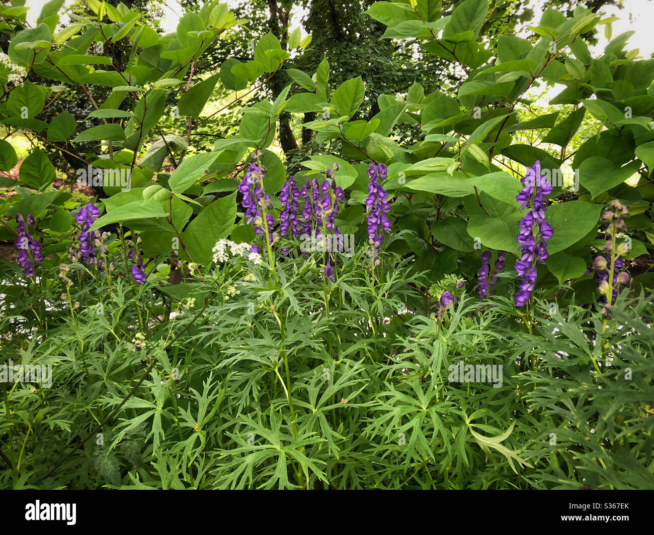 Monkshood plants (Aconitum variegatum) growing against a background of Japanese Knotweed (Reynoutria japonica) by the River Ely, South Wales, May. Stock Photo