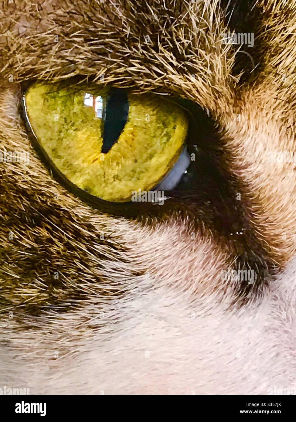 Cat's eye - Smartphone Captured Stock Image