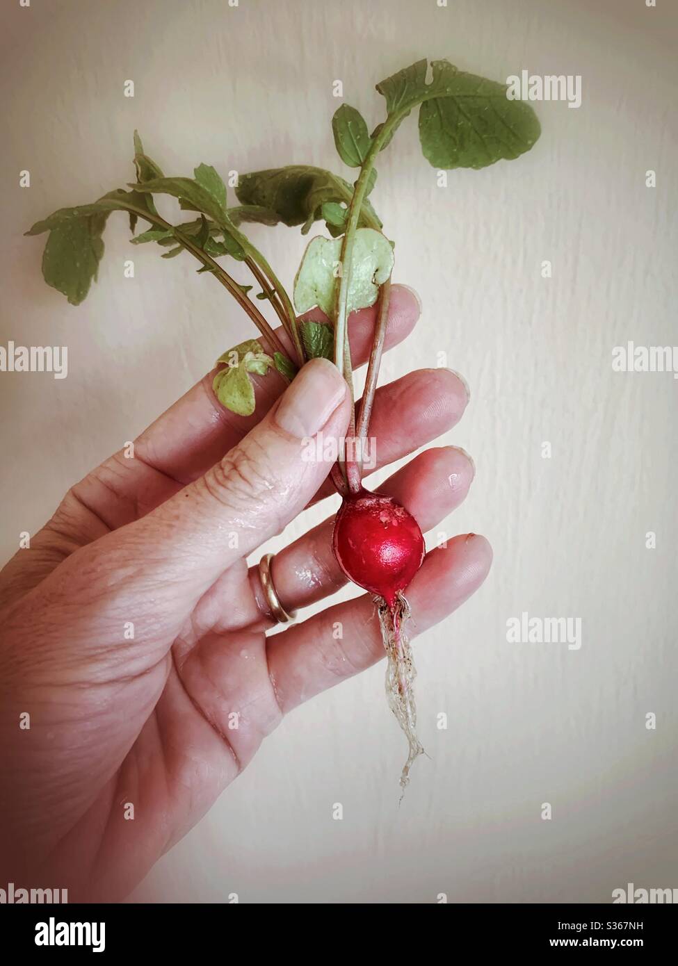 A woman’s hand holds a radish just picked from the garden. Stock Photo