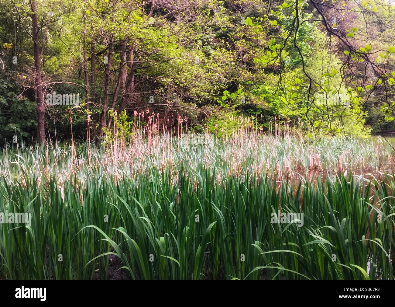 Reeds in a lake in Rivelin valley Sheffield Stock Photo Alamy
