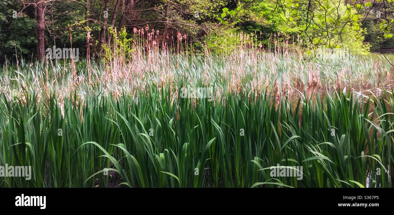 Reeds in water at Rivelin valley Sheffield Stock Photo Alamy