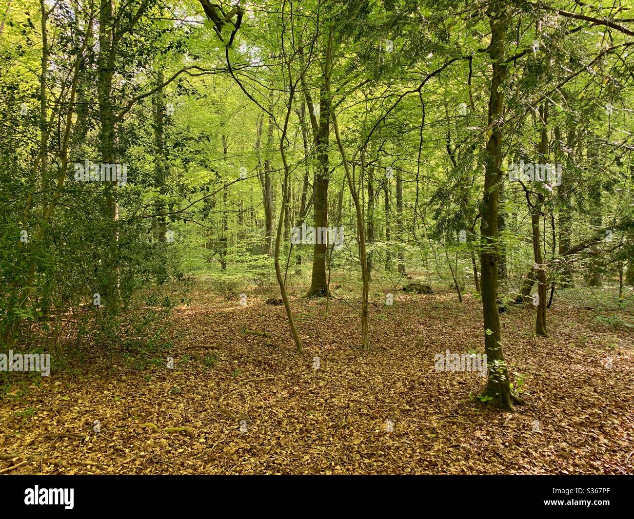 Woodland forest trees leaves hi-res stock photography and images - Alamy